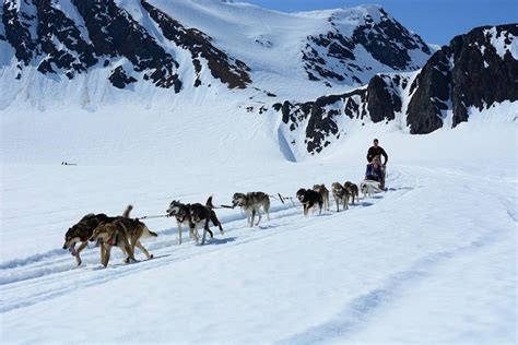 seavey dog sled tours|alaska dog sled tours price.